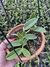 Cattleya Aclandiae Albescens x Alba semi adulta na internet