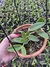 Cattleya Aclandiae Albescens x Alba semi adulta - Orquidário Frutal