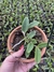Cattleya Aclandiae Albescens x Alba semi adulta - Orquidário Frutal