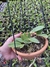 Cattleya Aclandiae Albescens x Alba semi adulta - comprar online