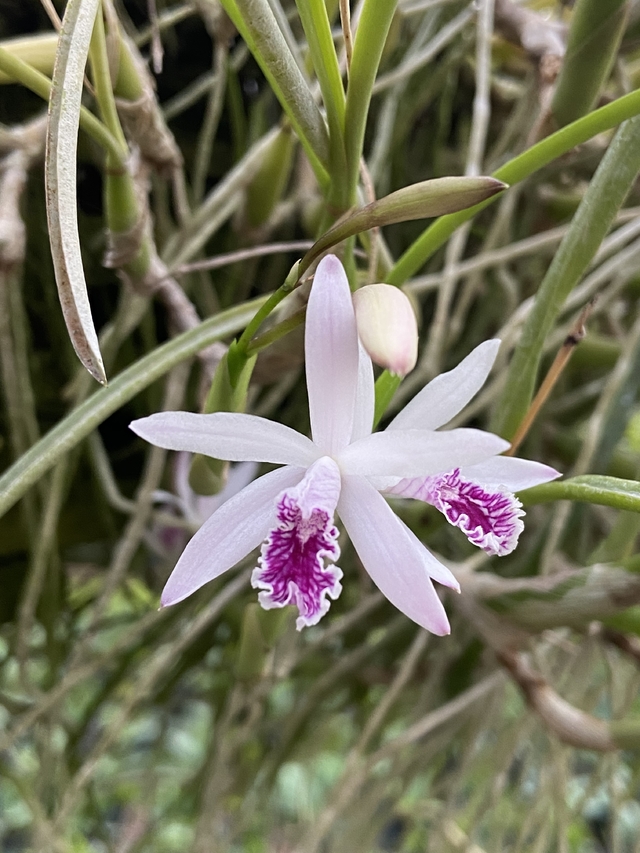 Laelia Lundii tipo adulta mini orquídea