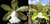 Cattleya Aclandiae Albescens x Alba semi adulta