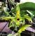 Catasetum osculatum verde adulto
