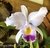 Cattleya Labiata Coerulea Ardosia (Pré Adulta) - comprar online