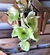 Catasetum Pileatum adulto verde poucas unidades - comprar online