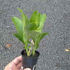 Catasetum pileatum aurantiacum - comprar online