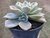 SUCULENTA ECHEVERIA WHITE GILVA POTE 11 - loja online