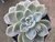 Imagem do SUCULENTA ECHEVERIA WHITE GILVA POTE 11