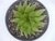 SUCULENTA HAWORTHIA COOPERII POTE 11 - comprar online