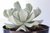 SUCULENTA ECHEVERIA TOPSY TURVY POTE 11