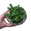 Sedum divergens