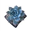 Echeveria Blue Bird XL