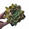 Echeveria x Mira XL