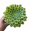 Aeonium Emerald Ice