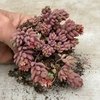 Sedum Blue Carpet