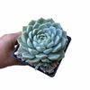 Echeveria Big Blue /elegans forma gigante