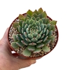 Echeveria Andromeda