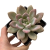 Graptoveria Opalina XL