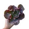 Echeveria Marvella