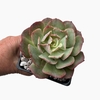 Echeveria Nuna