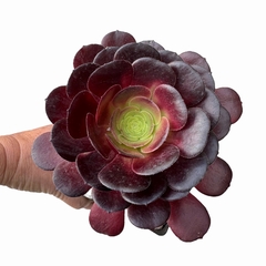 Aeonium Olimpo