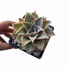 Echeveria Madiba XL