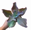 Echeveria Lena