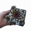 Sempervivum Aruma bronce