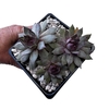 Sempervivum Red Lion