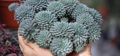 Banner de la categoría Crassula