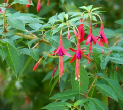 Aljaba - Chilco (Fuchsia magellanica) - comprar online