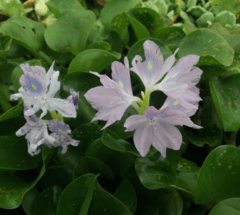 Camalote o Aguapey (Eichhornia crassipes) - comprar online