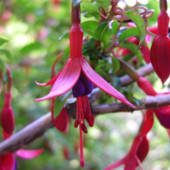 Aljaba - Chilco (Fuchsia magellanica)