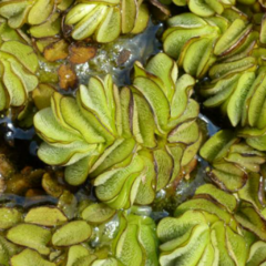 Acordeón de Agua (Salvinia auriculata)