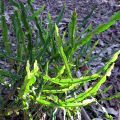 Carqueja (Baccharis trimera)