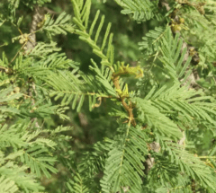 Espinillo – Aromito (Acacia caven) - Enraizando Nativas