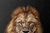 Quadro Decorativo - leão imponente (canvas) - Pendure | Loja de Quadros Decorativos