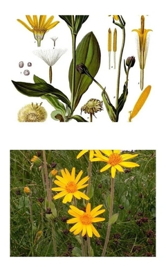 Arnica verdadeira - Arnica montana