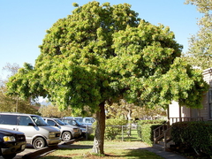 Aroeira Vermelha - Árvore da Pimenta Rosa - Schinus terebinthifolius