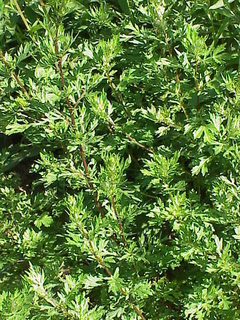 Artemisia vulgaris