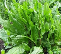 Azedinha - Planta revesteriol - Rumex acetosa - PANC - comprar online