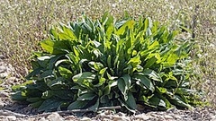 Azedinha - Planta revesteriol - Rumex acetosa - PANC