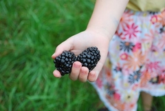 Blackberry -Amora Preta gigante - Rubus fruticosus - loja online