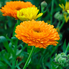 Calêndula officinalis - Flor comestível