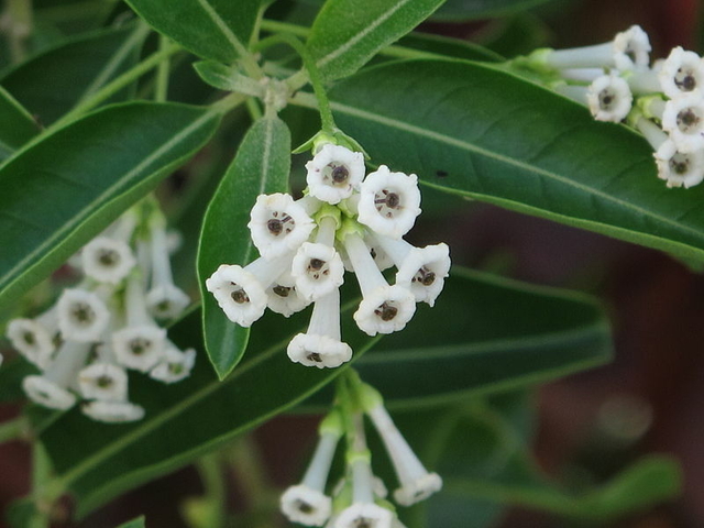 1 Muda De Dama Da Noite, Coerana - Cestrum Nocturnum - 50cm