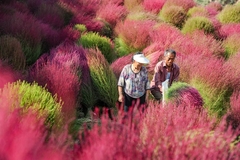 Cipreste de Verão - Grama Vermelha - Kochia scoparia - comprar online