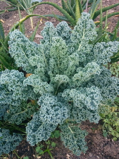 Couve Azul Crespa Anã - Kale