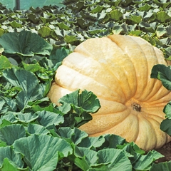 Imagem do Abóbora Gigante Dill Atlantic - Recorde do Guinness