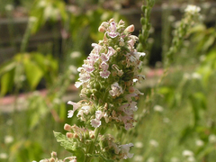 Erva dos Gatos - Erva Gatuna - Catnip - Nepeta cataria na internet