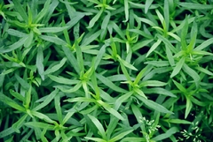 Estragão - Estragão Russo - Artemisia dracunculus - Erva culinária - comprar online